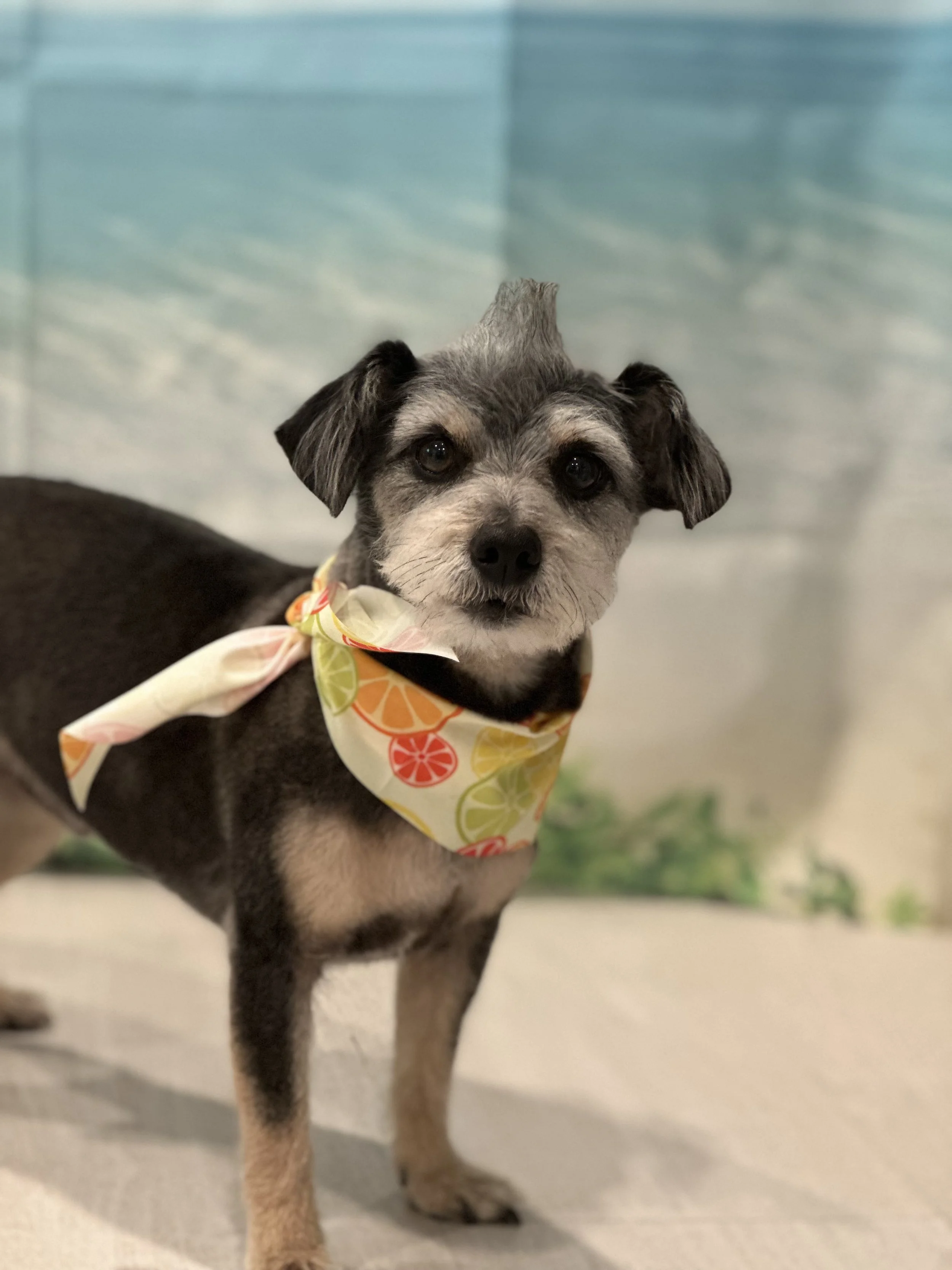 Adorable small dog with black and white fur wearing a colorful bandana, standing on a beige floor with a blue wall in the background.