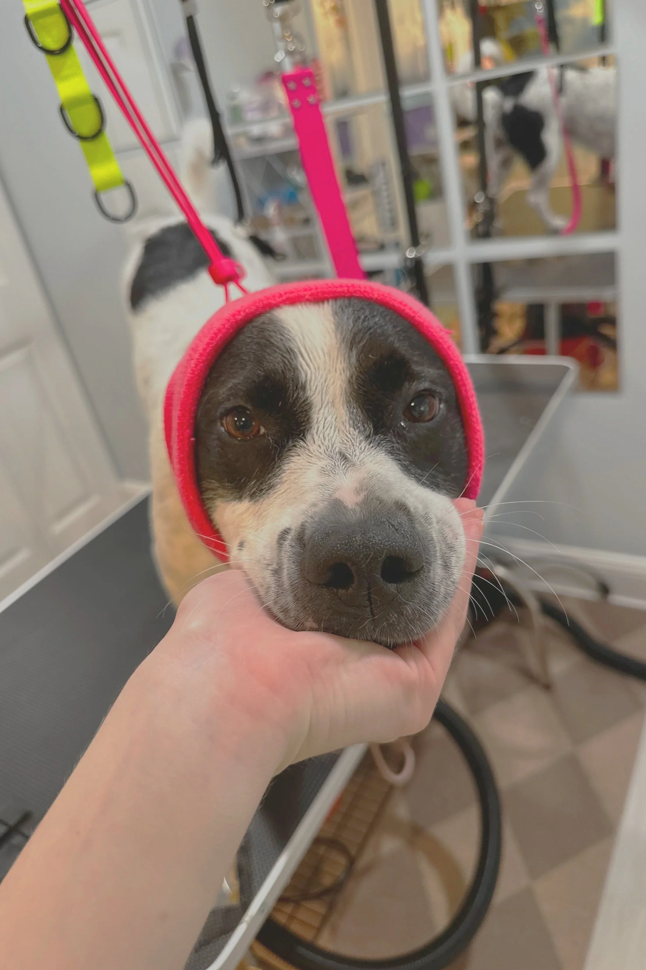 A cute dog wearing a head covering