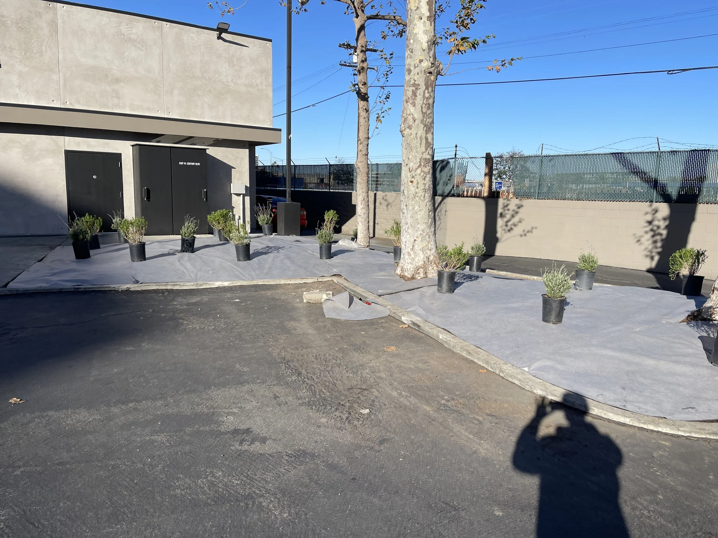 A sidewalk with small potted plants lined up along it, next to a gray wall with a black door. Two trees are in the foreground, with shadows cast on the sidewalk. There is a tall fence and utility wires in the background under a blue sky.