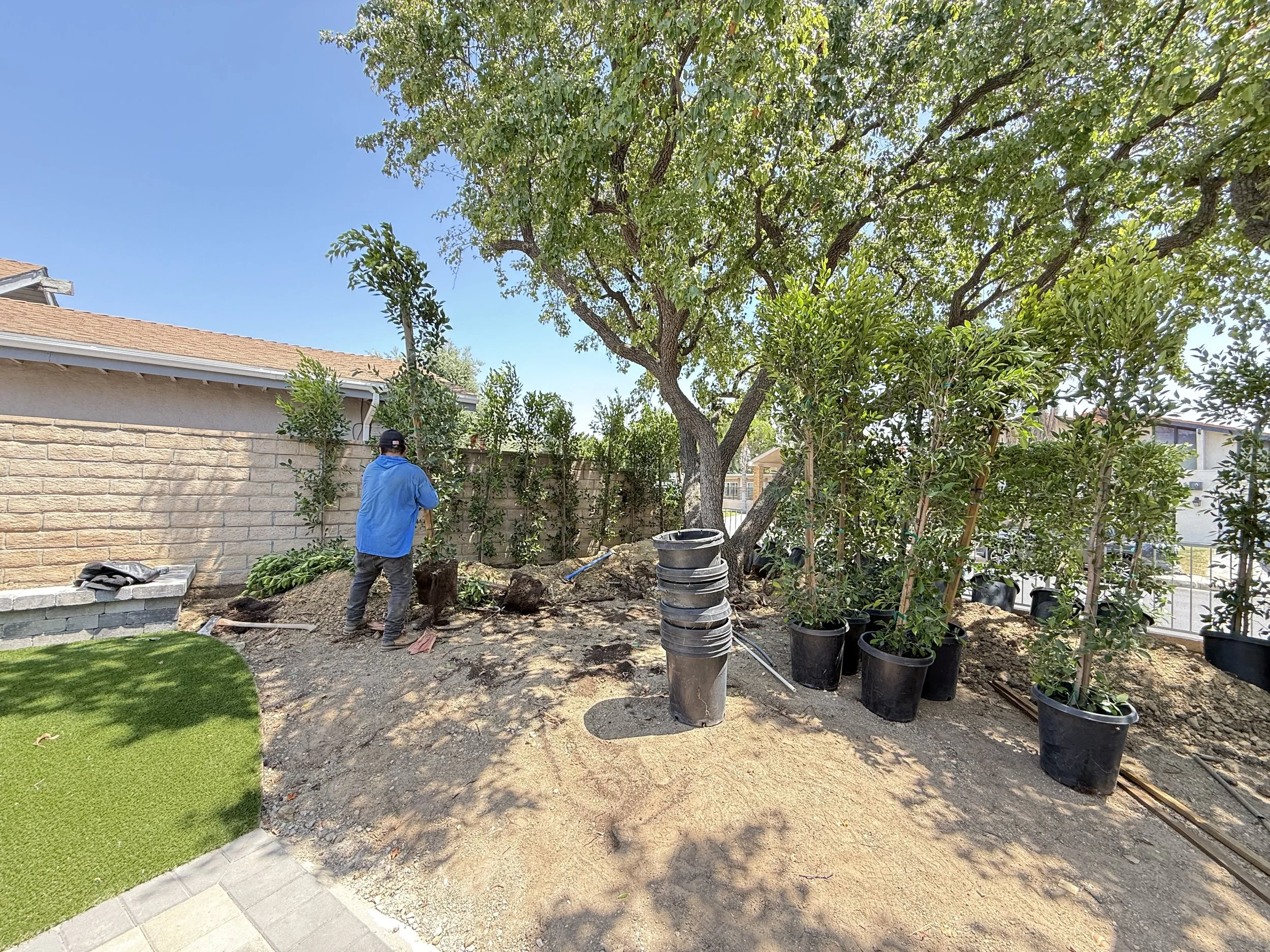 A person wearing a blue jacket and a hat working on planting a tree in a backyard, with several potted plants and a brick wall in the background.