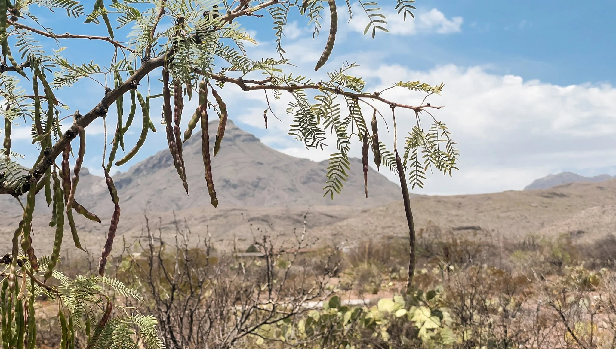Big Bend National Park