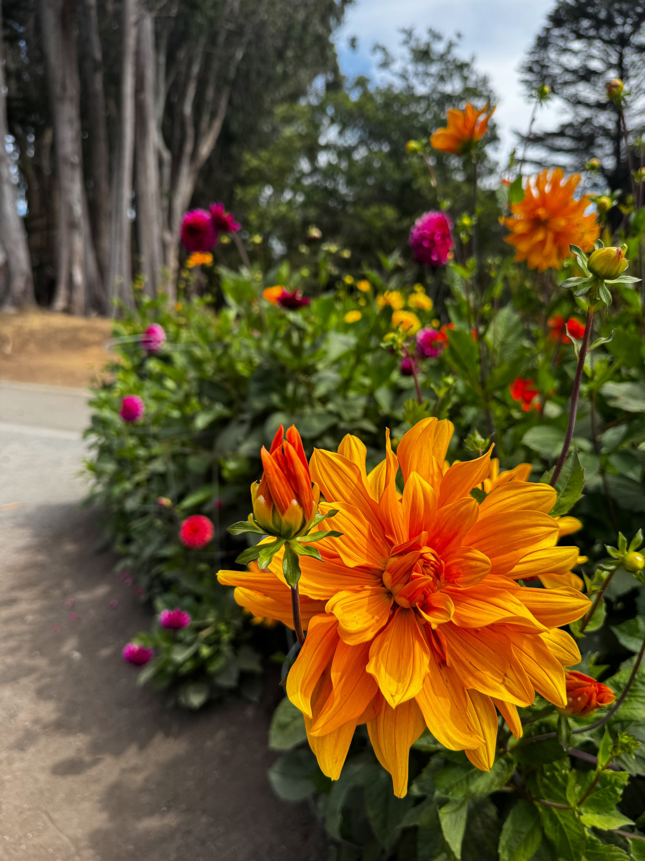 Mendocino Coast Botanical Gardens