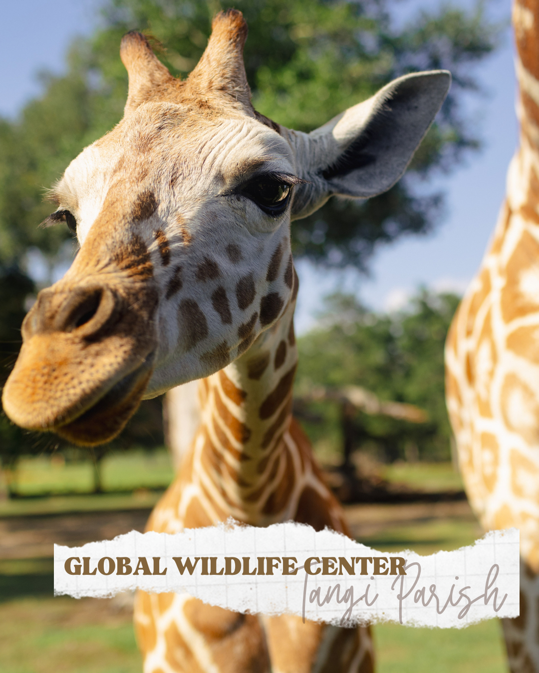 global wildlife.png