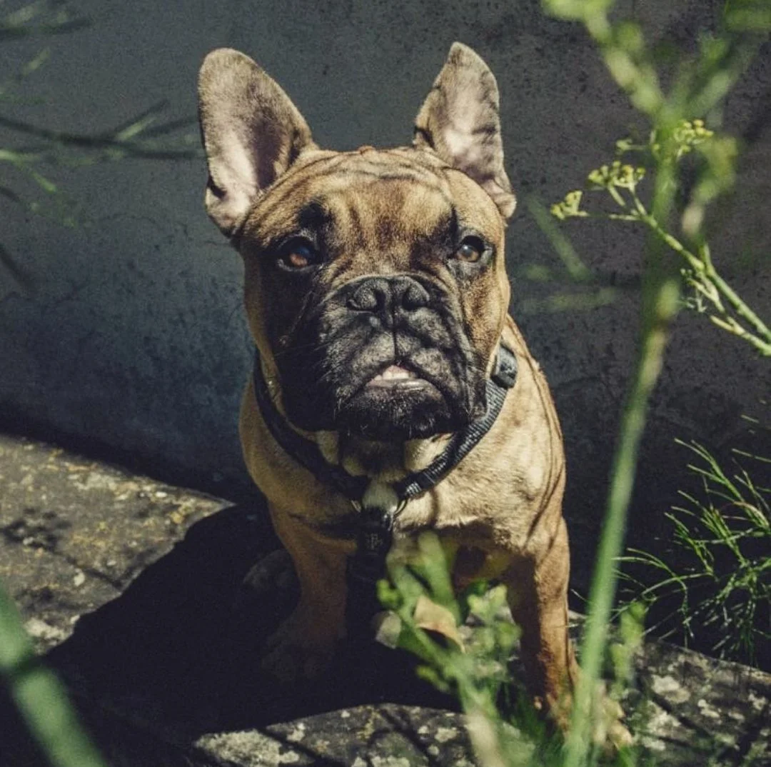 Ein brauner Französischer Bulldog sitzt im Schatten neben Pflanzen auf einer Steintreppe.