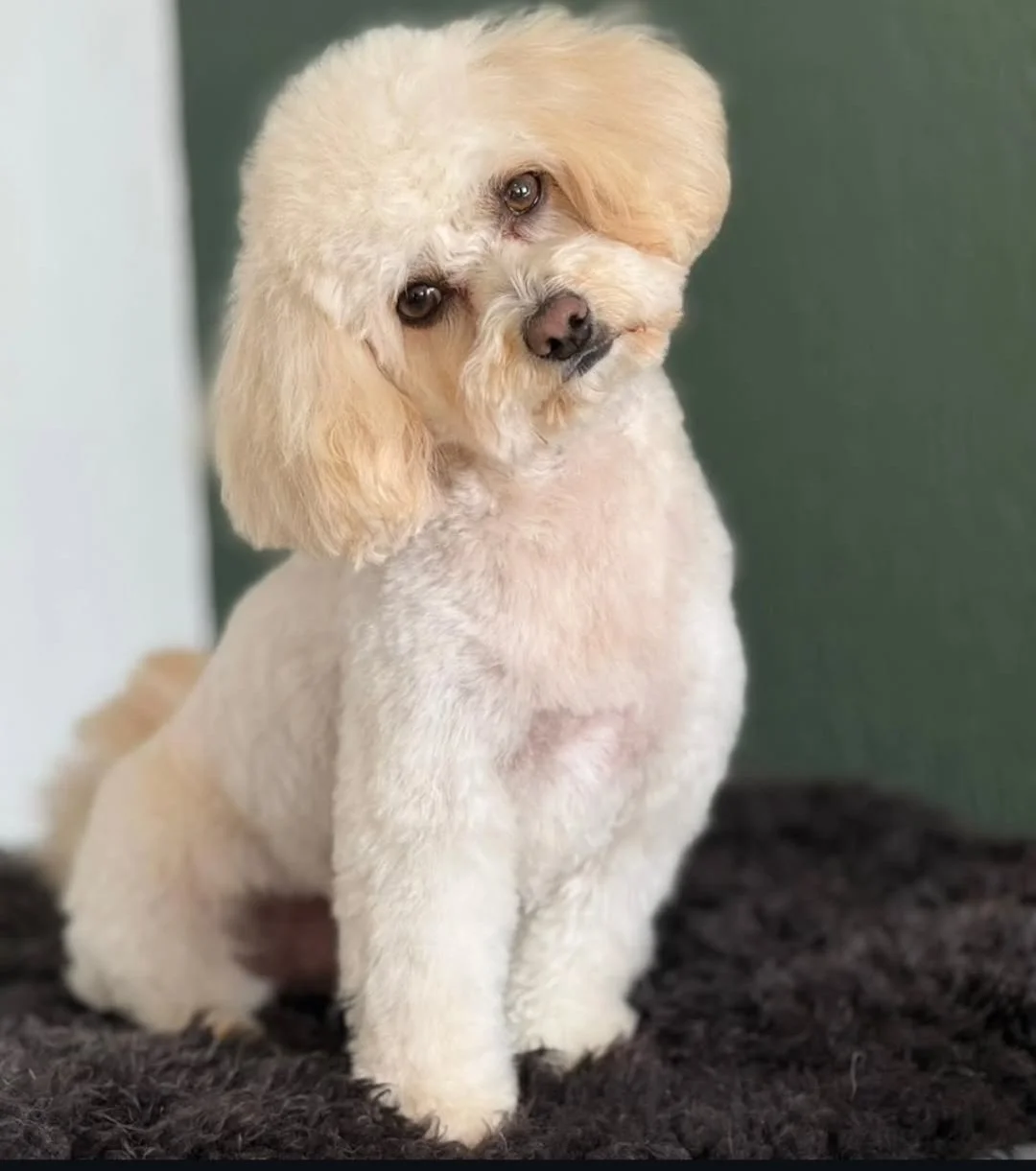 Hund mit lockigem, cremefarbenem Fell und einem großen, runden Kopf, sitzt auf einem schwarzen Teppich. Der Hund blickt mit einem leicht geneigten Kopf direkt in die Kamera.