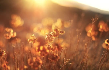 Sunlit wildflowers in a field with a warm, golden glow at sunset.