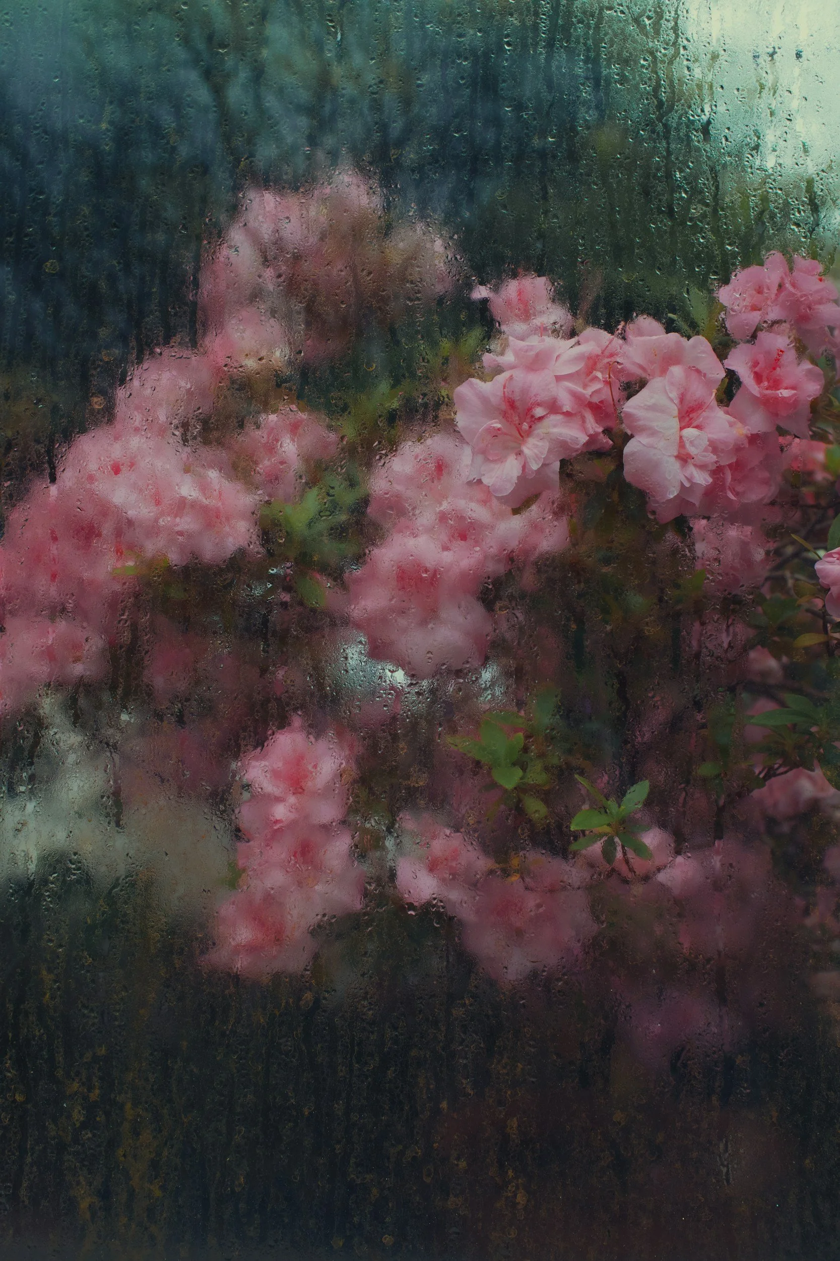 Pink flowers viewed through a rain-covered window.