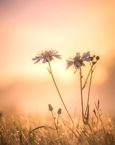 Close-up of wildflowers in a field at sunset with a warm, glowing sky in the background.