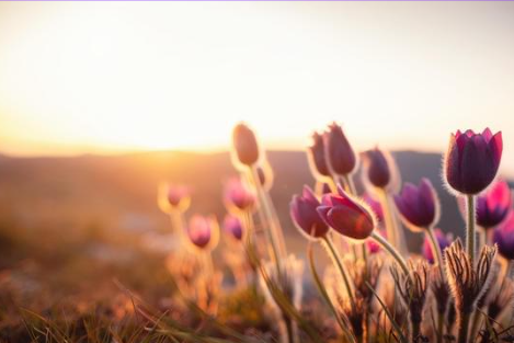 Close-up of purple flowers in a field at sunset.