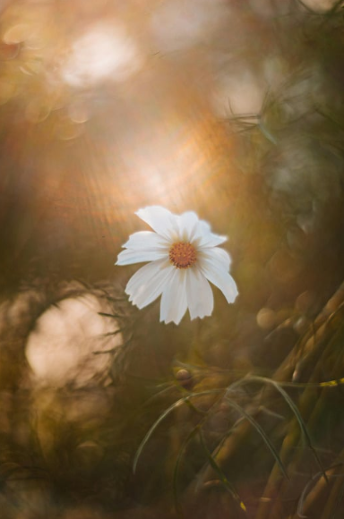 A white flower with a yellow and red center in a natural setting.