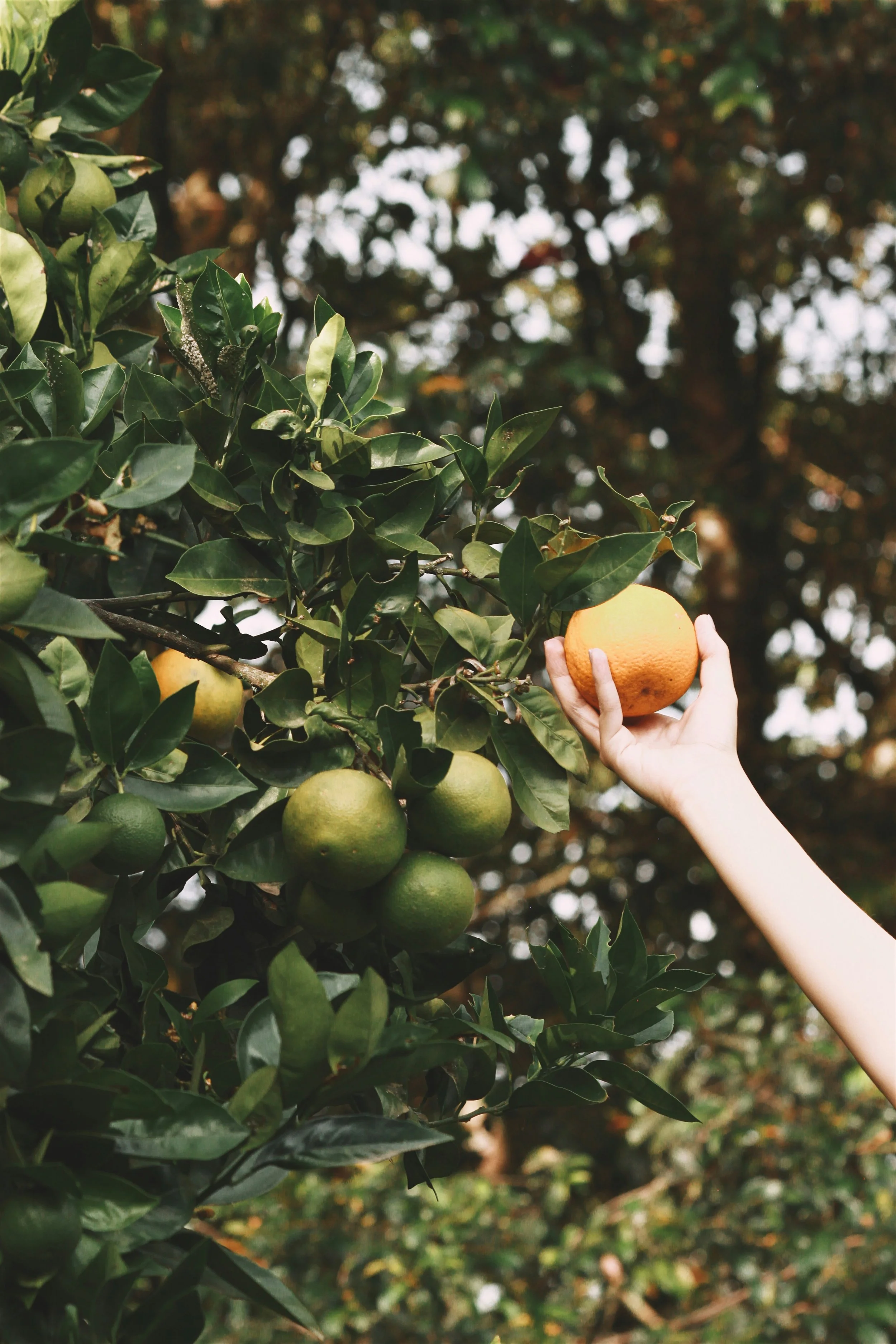 A person is picking an orange from an orange tree with green leaves and unripe oranges. The background is filled with more foliage and sunlight.