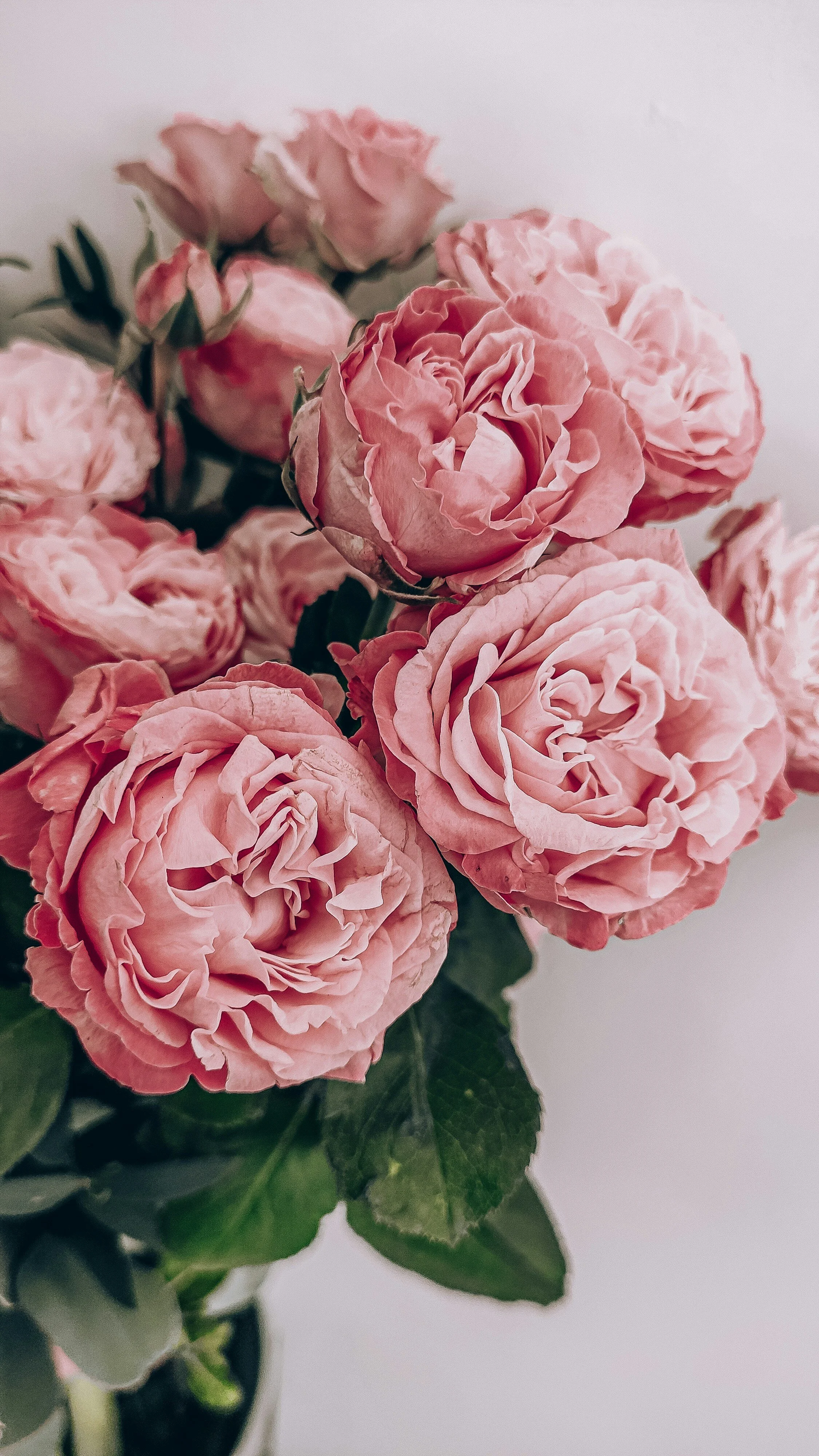 Close-up of a bouquet of pink peonies with green leaves against a plain background.