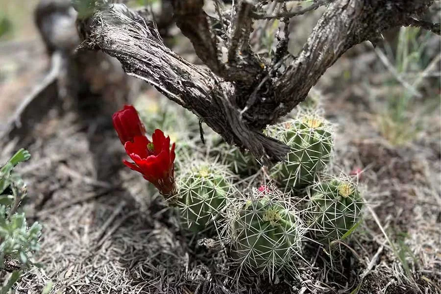 A small cluster of round cactus plants with white spines, a red flower blooming from the side, beneath a weathered piece of wood on a dry, sandy ground.