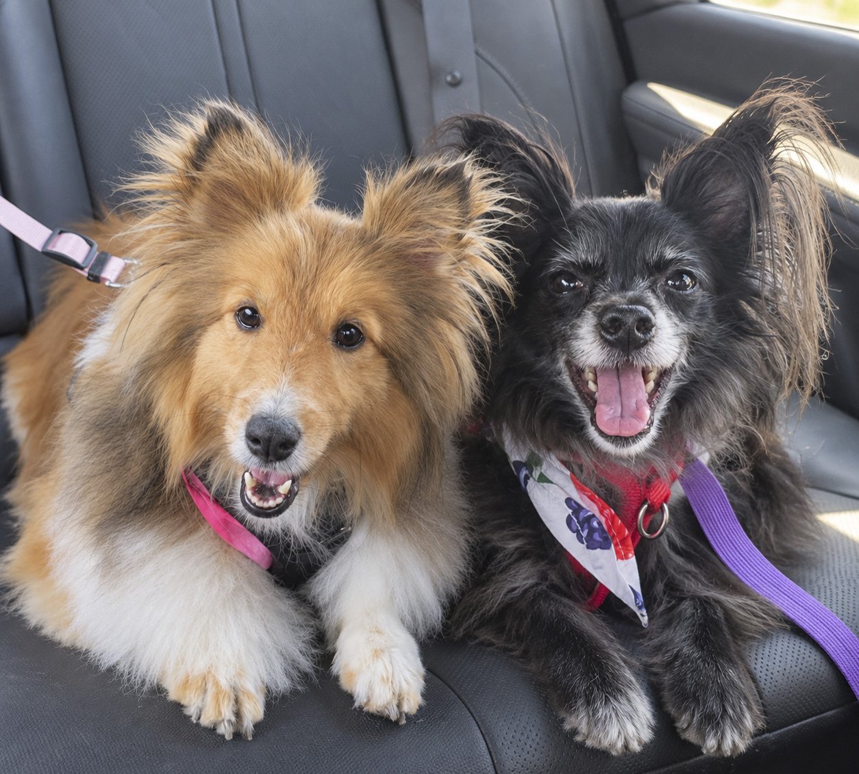Two dogs, Sheltie and Pon-Chi freshly groomed