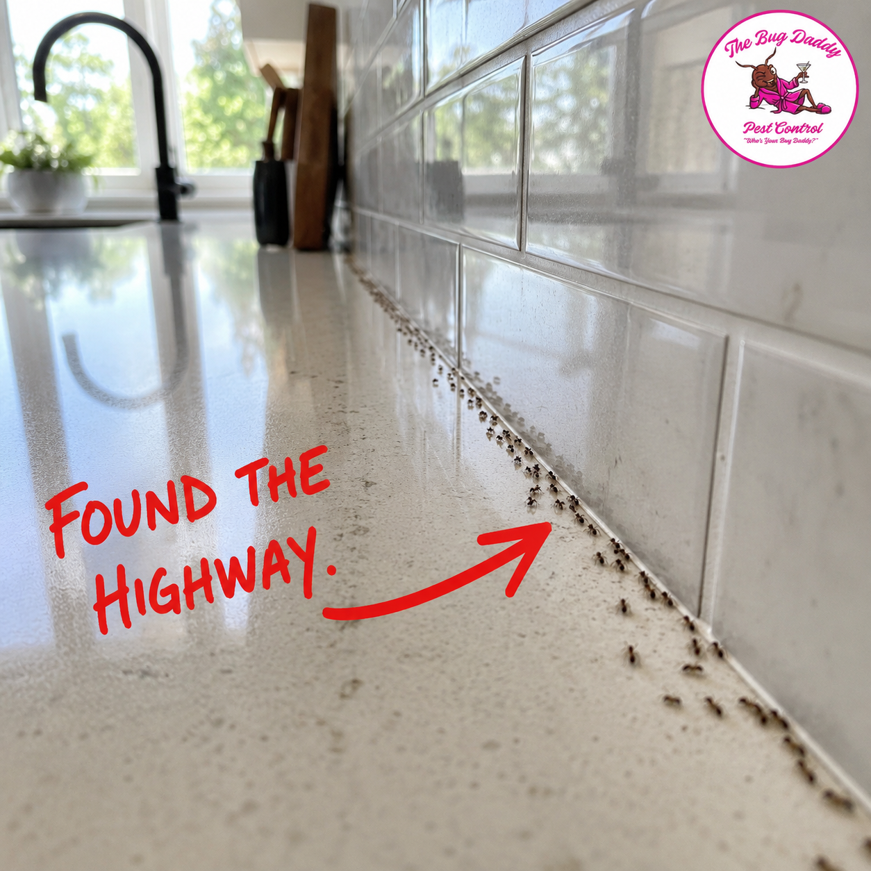 Why Ants Invade Kitchens