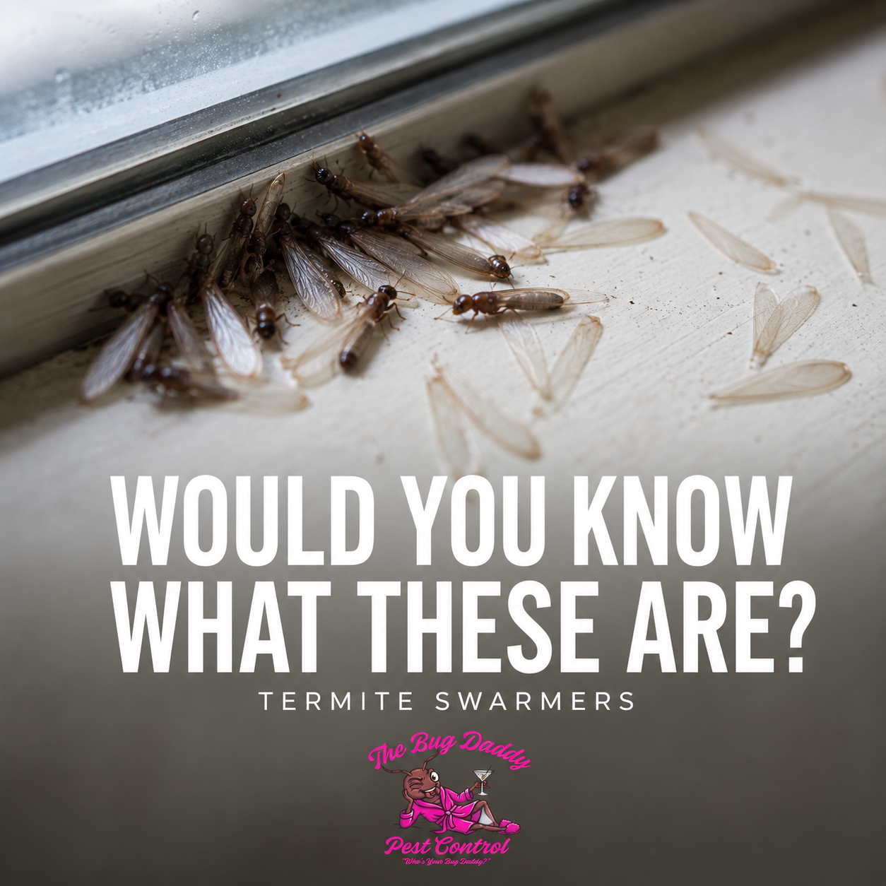 Are These Termite Swarmers?