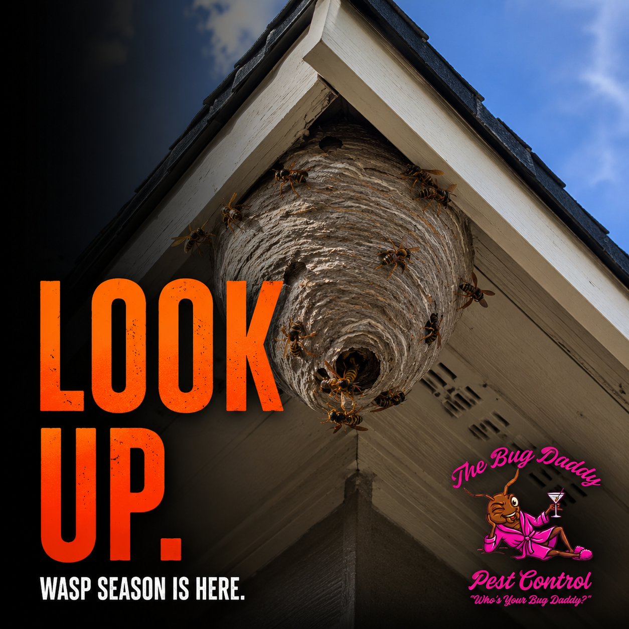 Wasp Nests Under Eaves