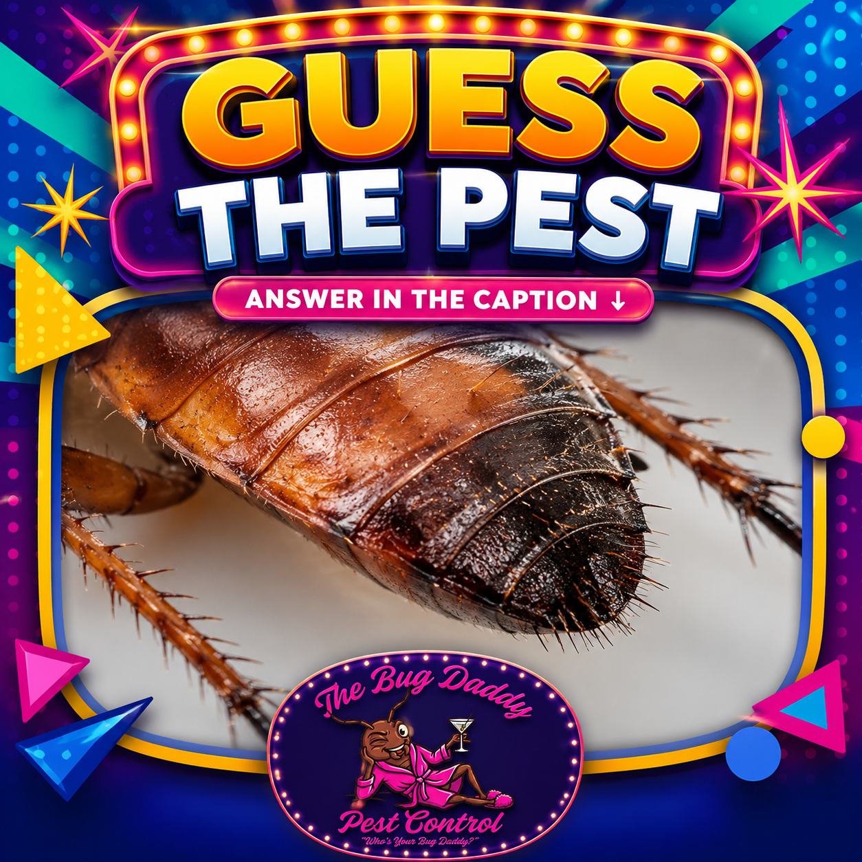 Can You Identify This Pest?