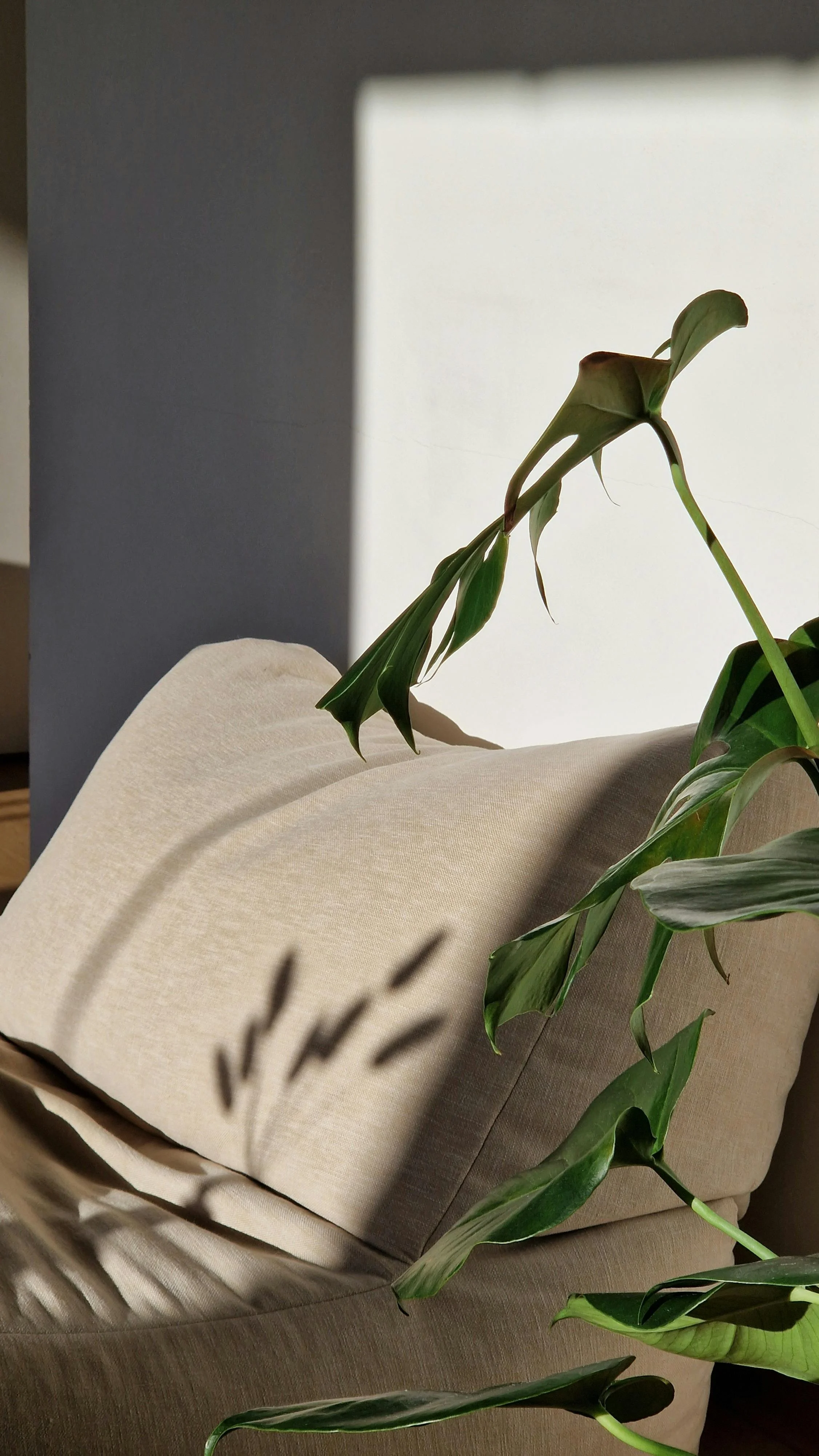 A beige cushioned chair with a leafy green plant draped over it, shadow of the plant on the cushion, against a wall with opening that lets in light.