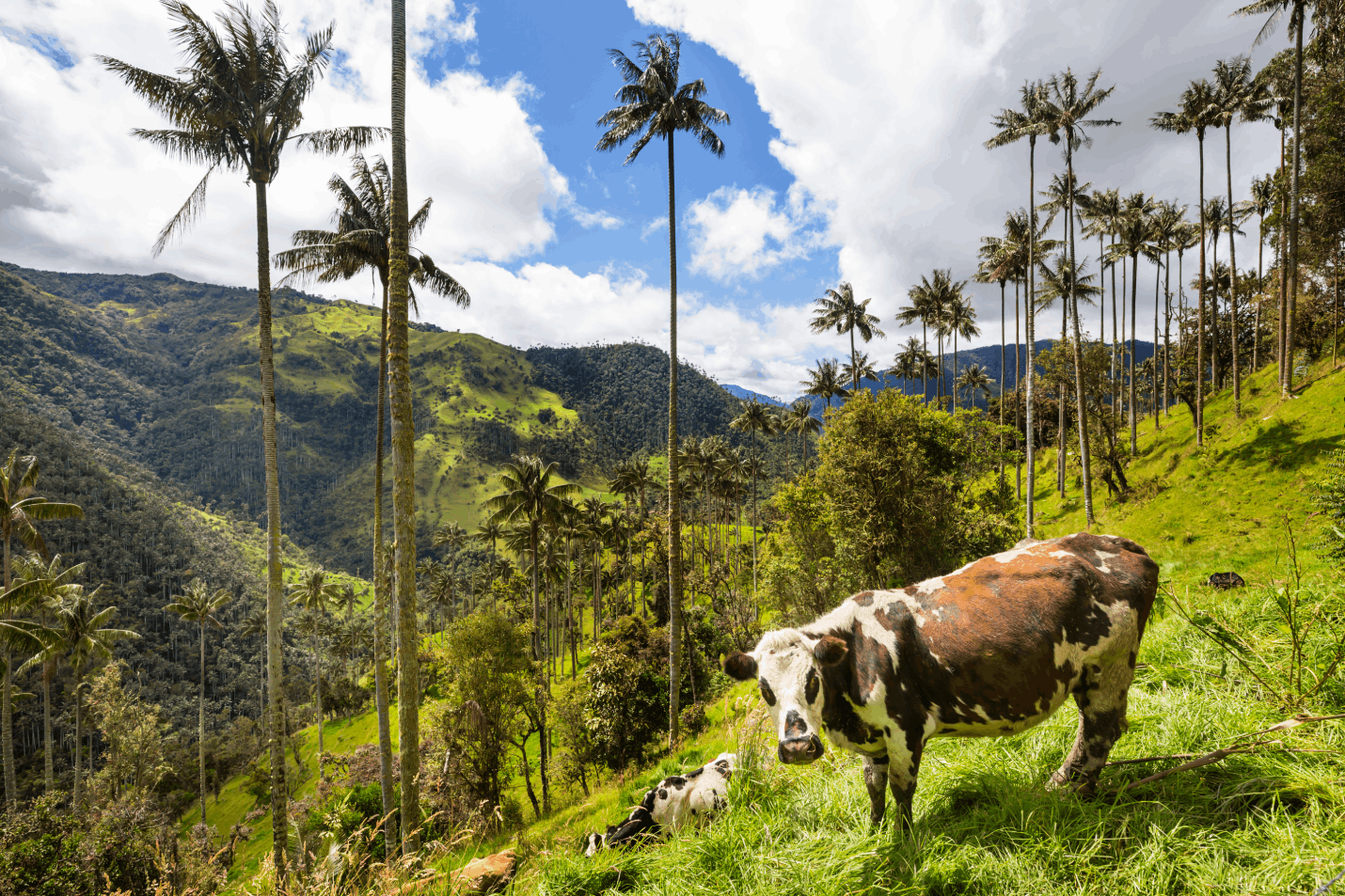 Valle del Cocora Quindio