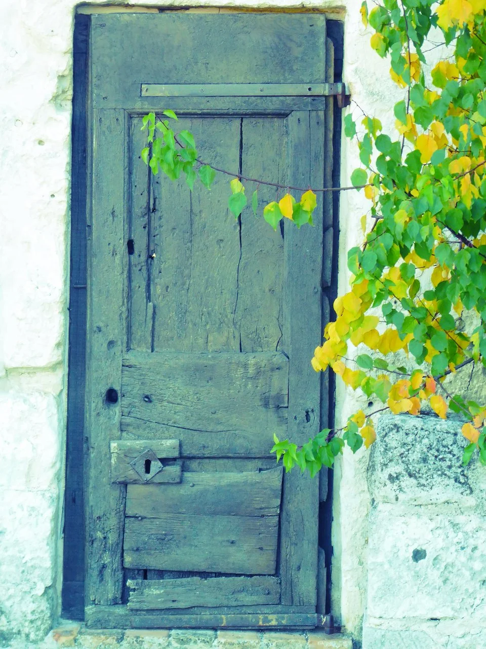 Old wooden door with a latch, surrounded by stone walls and partially covered by green leaves from a nearby plant.