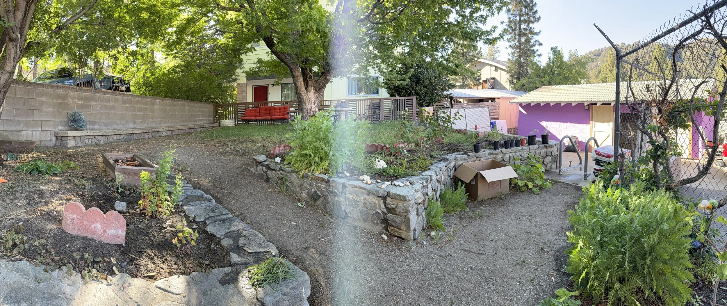 A backyard garden with raised stone beds filled with plants, a large tree providing shade, a red outdoor sofa on a wooden deck, and various potted plants and gardening materials. A chain-link fence encloses part of the yard, and a purple shed is visible on the right.