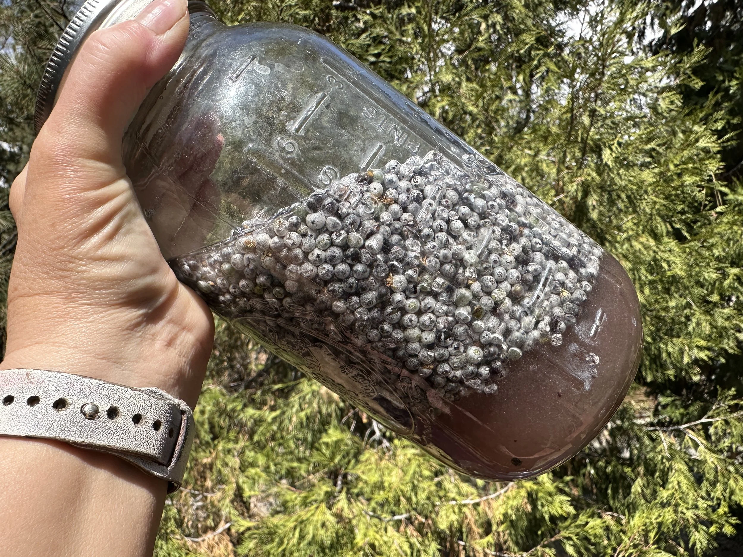 Elderberry Workshop