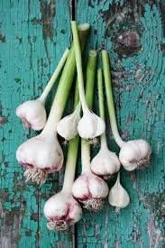 green garlic.jpg