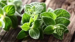 Oregano