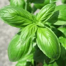 Basil 