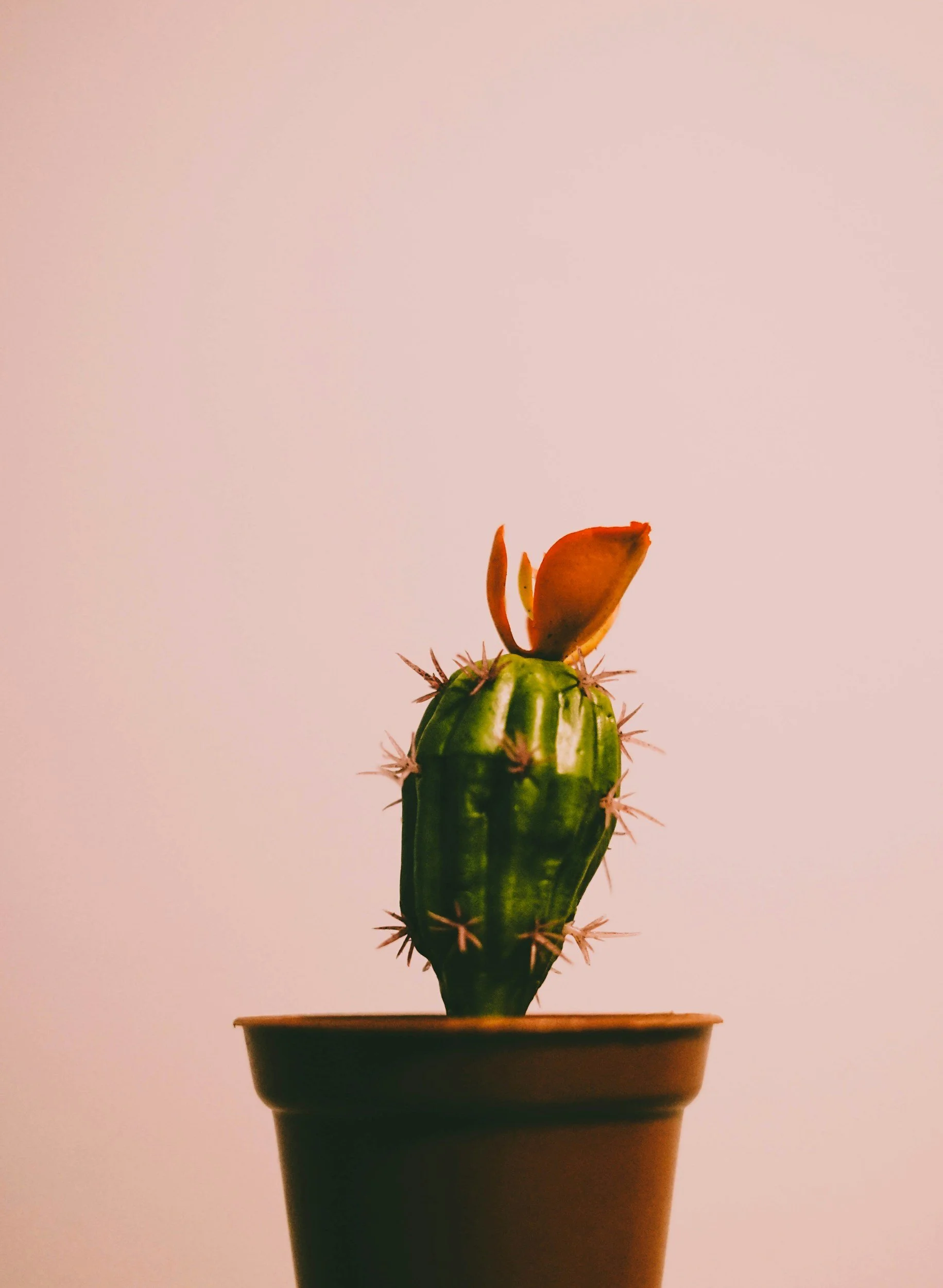 A small green cactus with a reddish-brown flower blooming from the top, in a brown pot against a plain light-colored background.