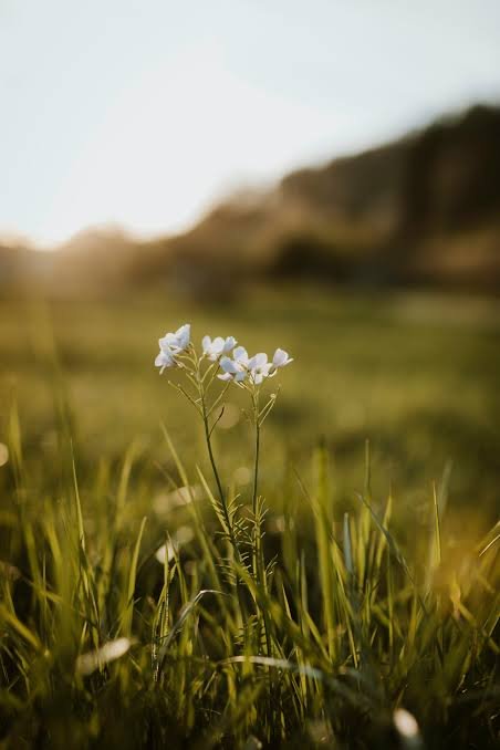 A small white flower growing in a grassy field with mountains in the distant background.