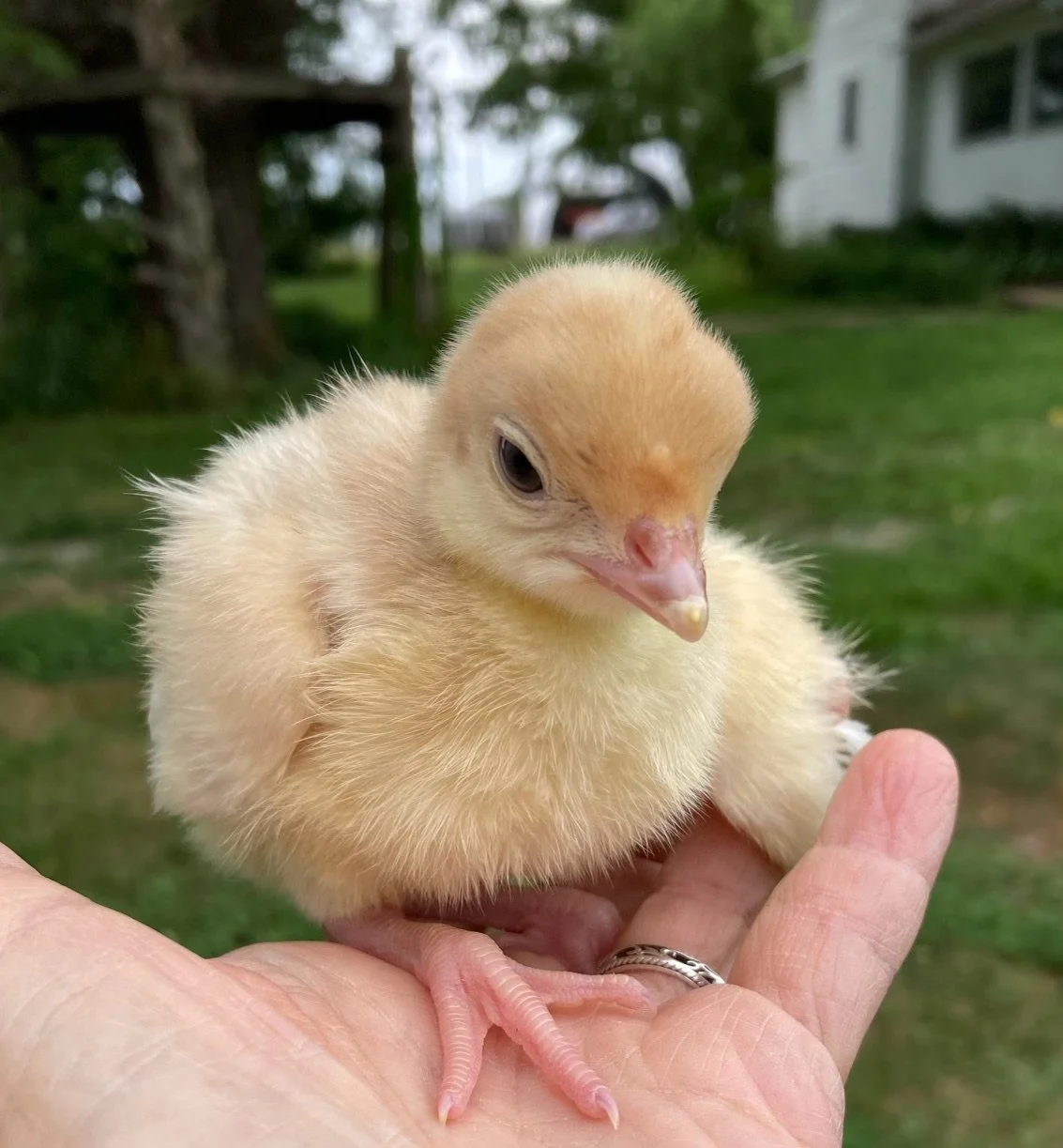 A July Surprise