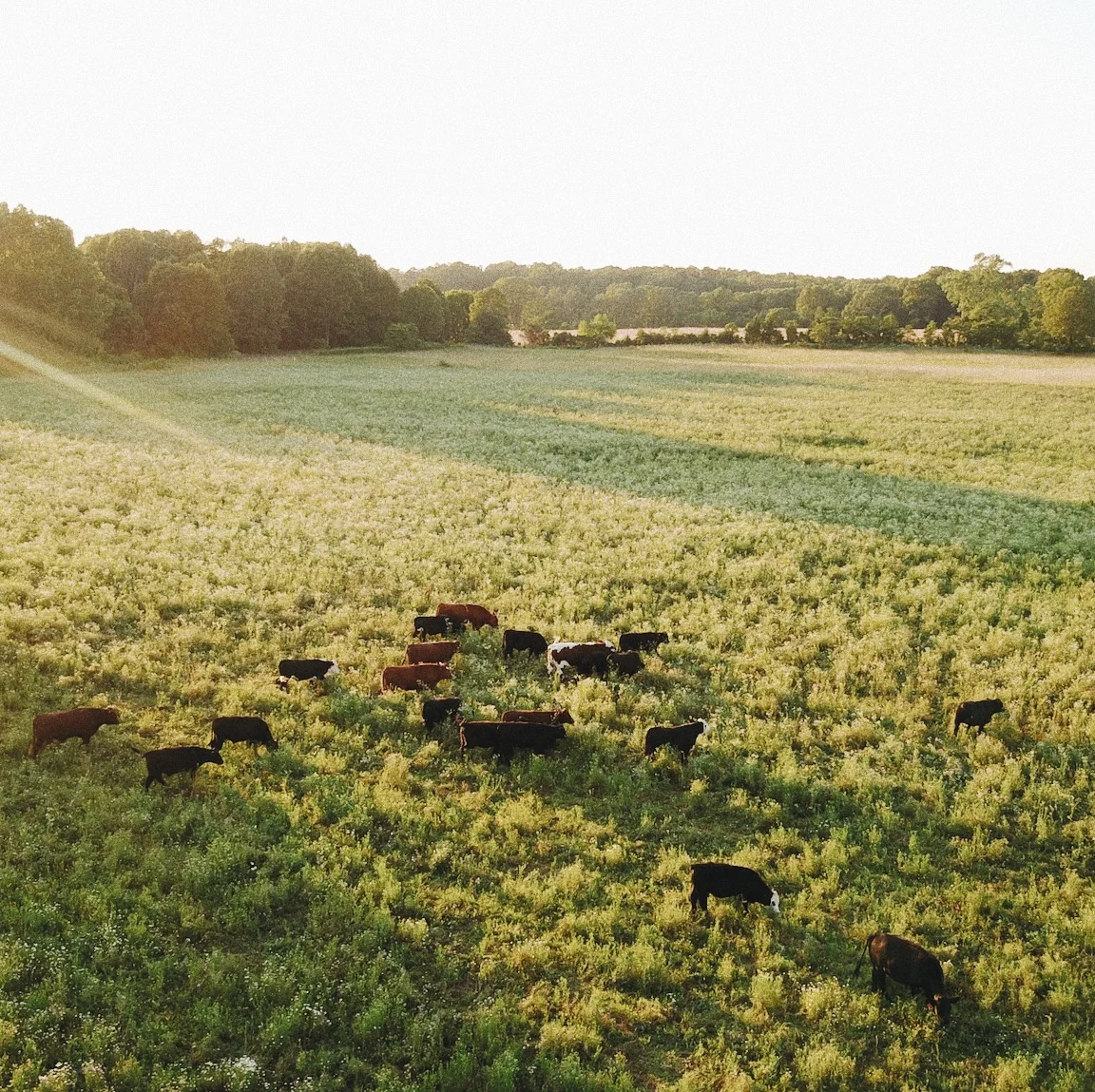 Our pasture-raised cattle, on our farm
