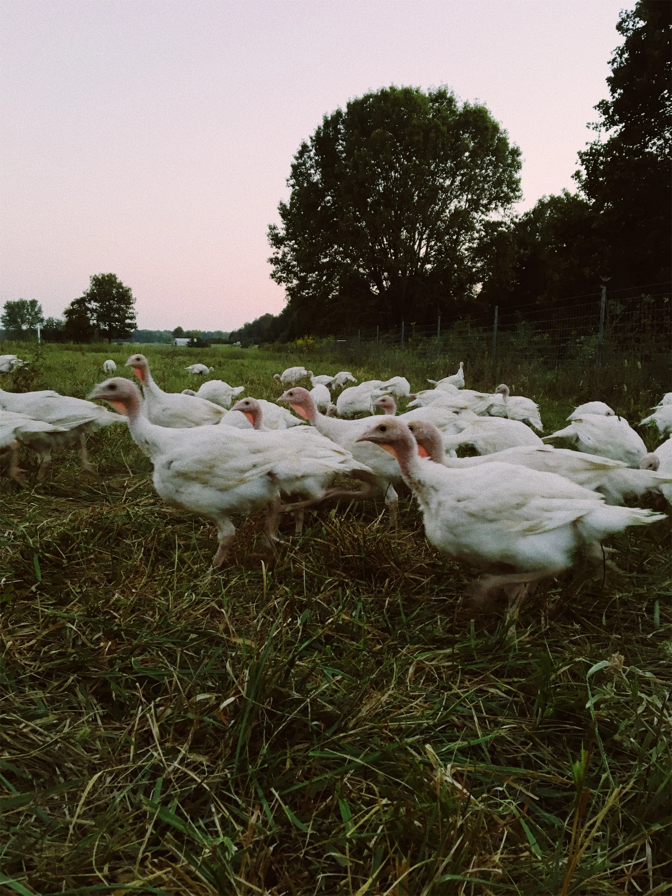 This year's turkeys, eagerly searching for the next insect. &nbsp;Order your turkey today!&nbsp;