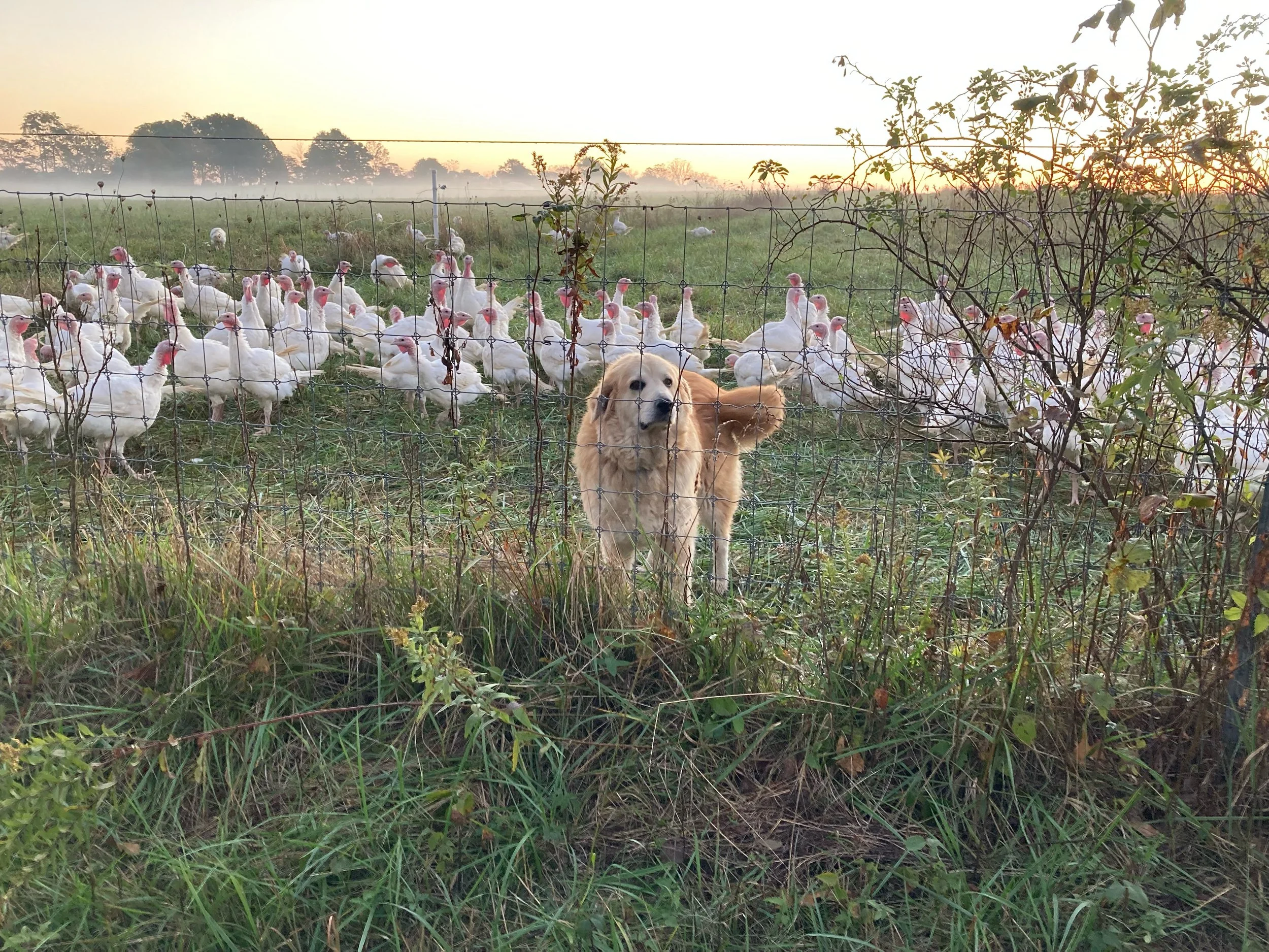 On the Farm, Fall 2021