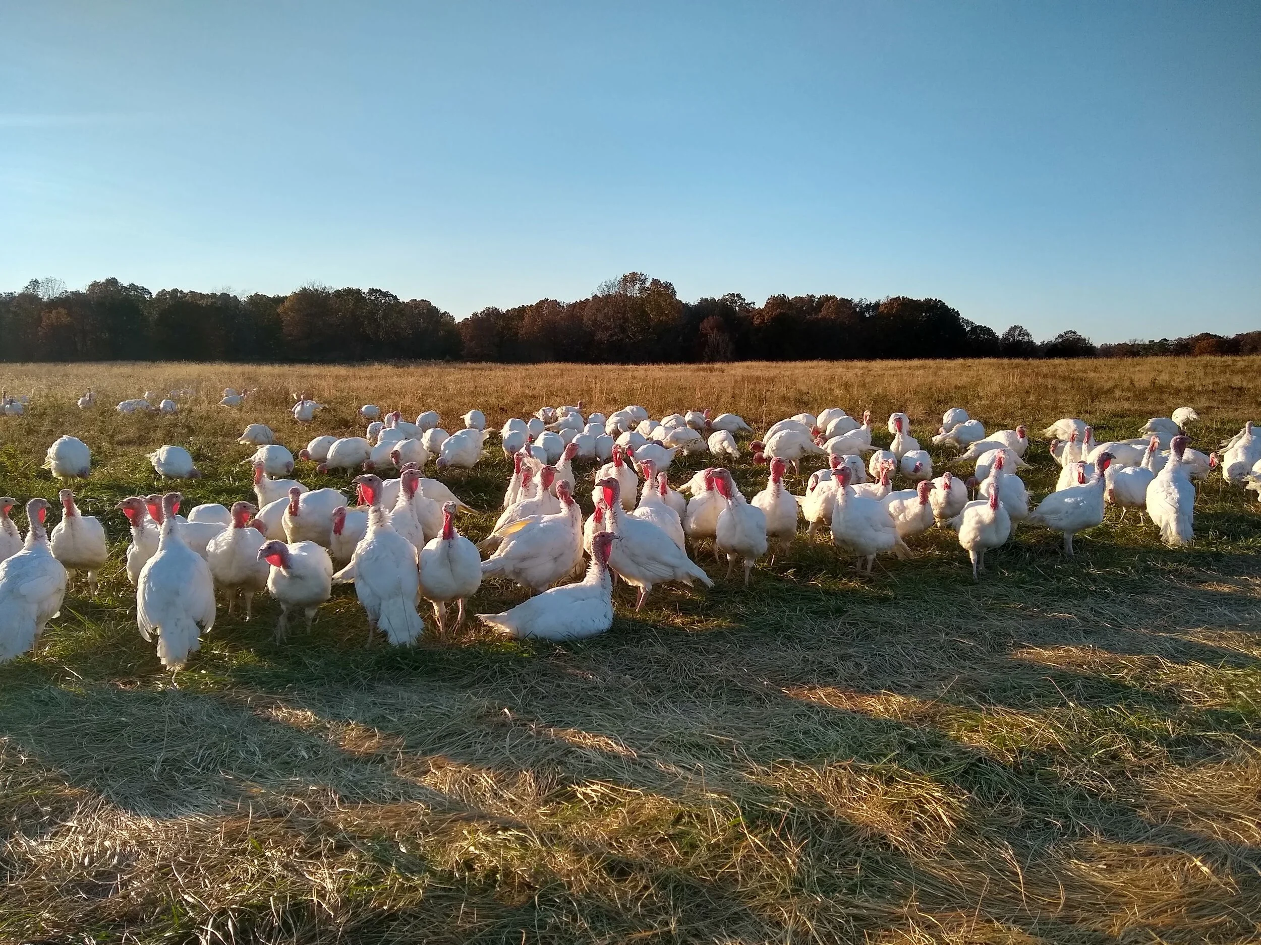 Poultry You Can Trust with Alpha-Gal