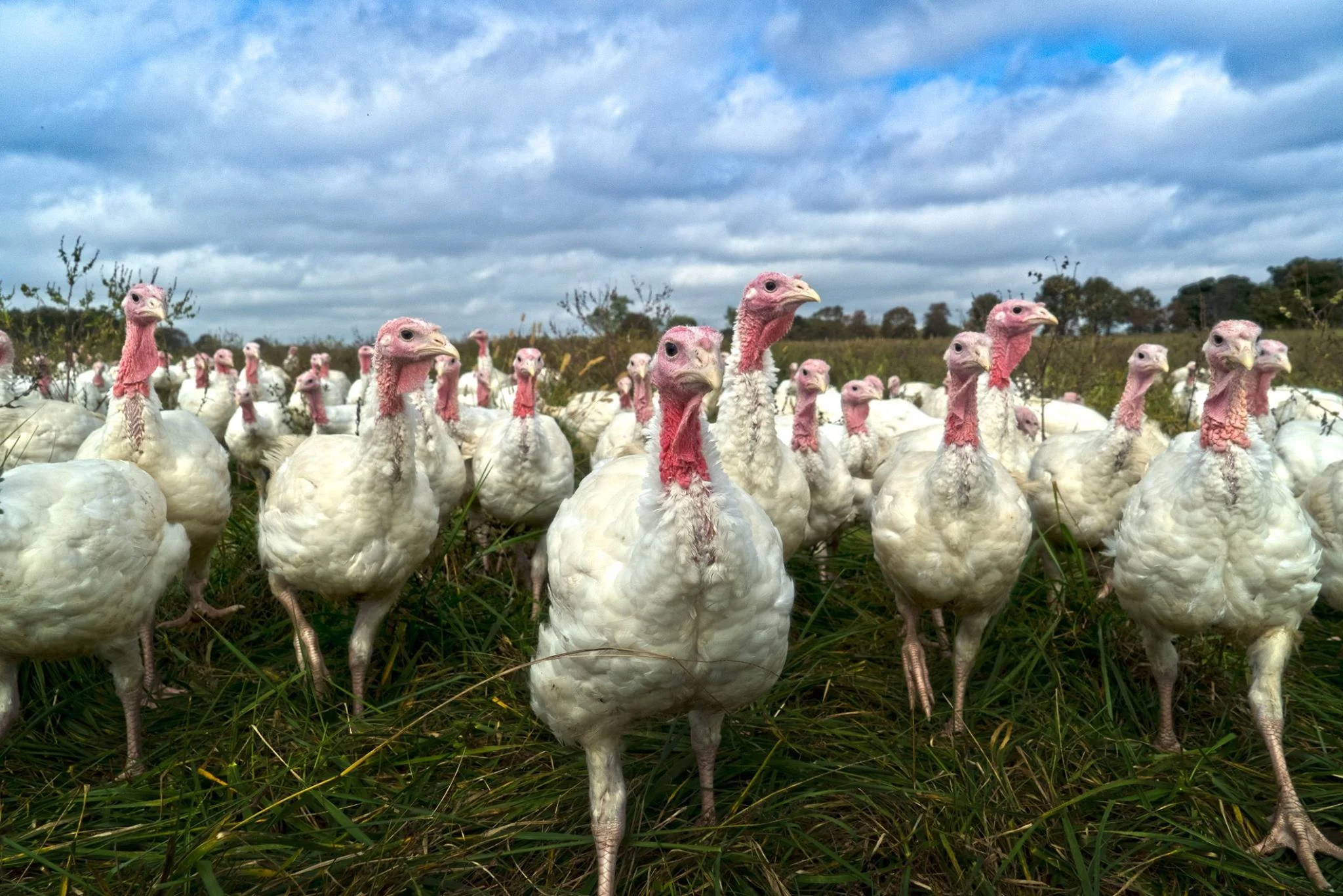 Last year’s stampede of pastured turkey!