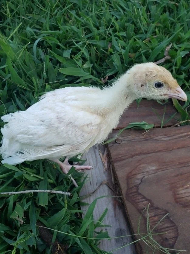 The Tale of the Traveling Turkey 