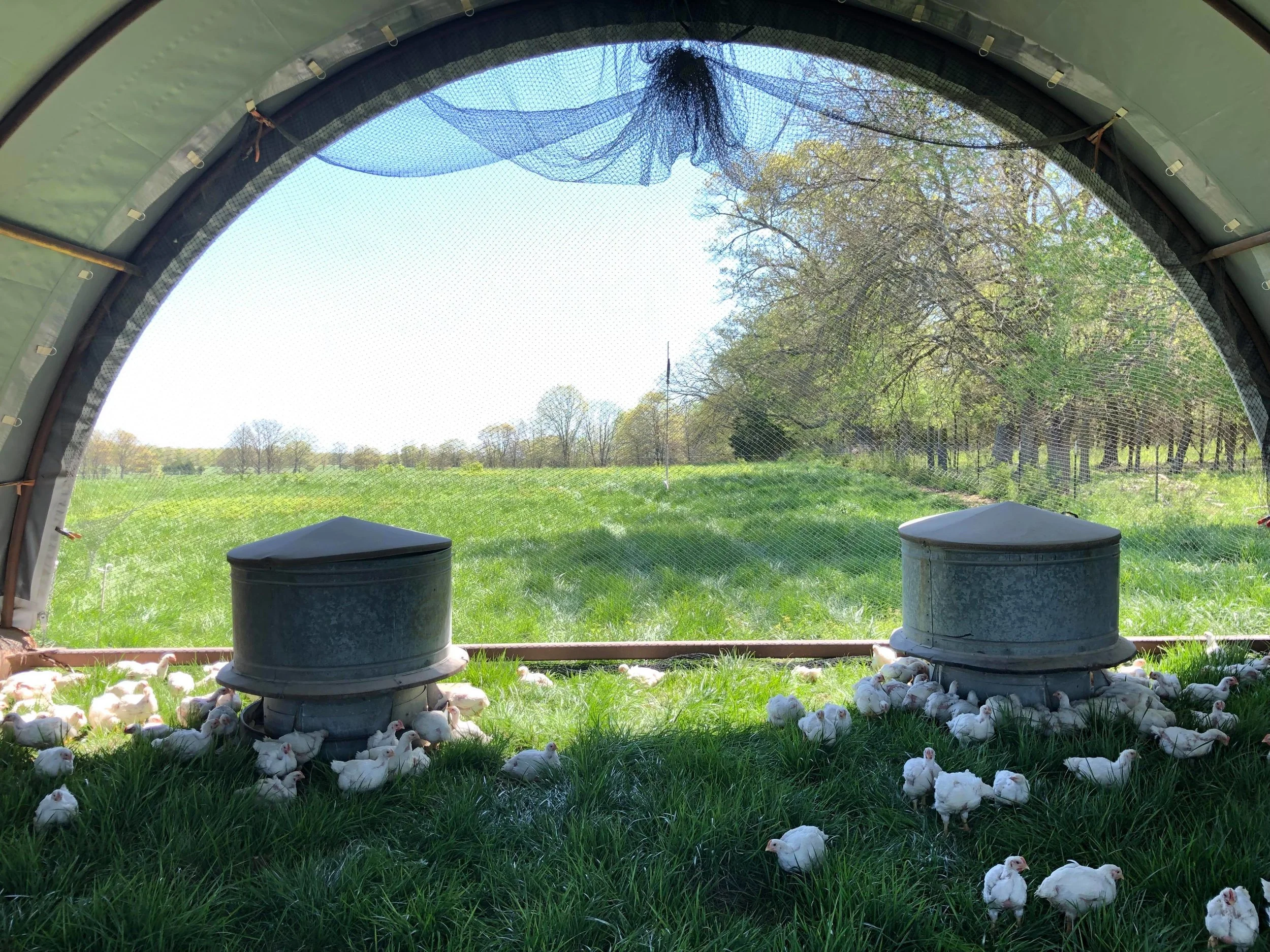Our 2019 chickens in their hoop house, looking for the first bugs of the season.