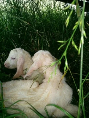 Our two new baby goats, born last week. They are a sweet addition to our farm.&nbsp;