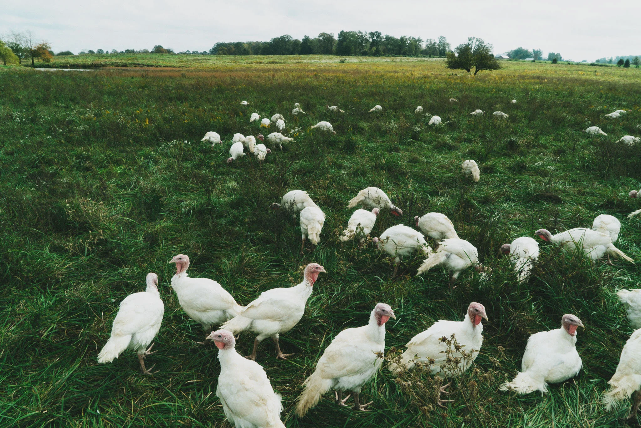 turkeys.jpg
