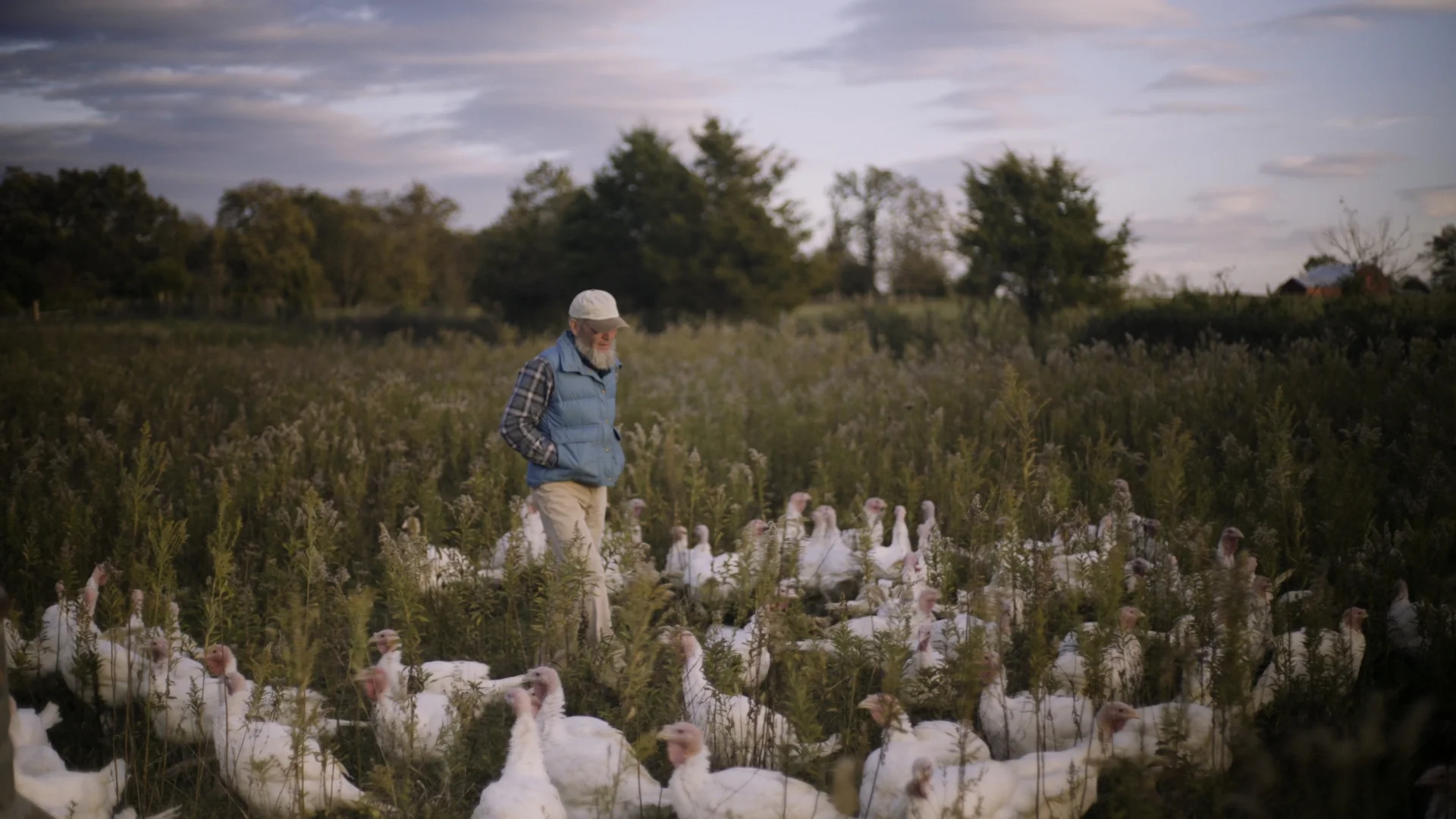 A man with a white beard, wearing a beige cap, a blue quilted vest, plaid shirt, and khaki pants, walking through a field of tall grass where white turkeys are grazing. There are trees and a cloudy sky in the background.