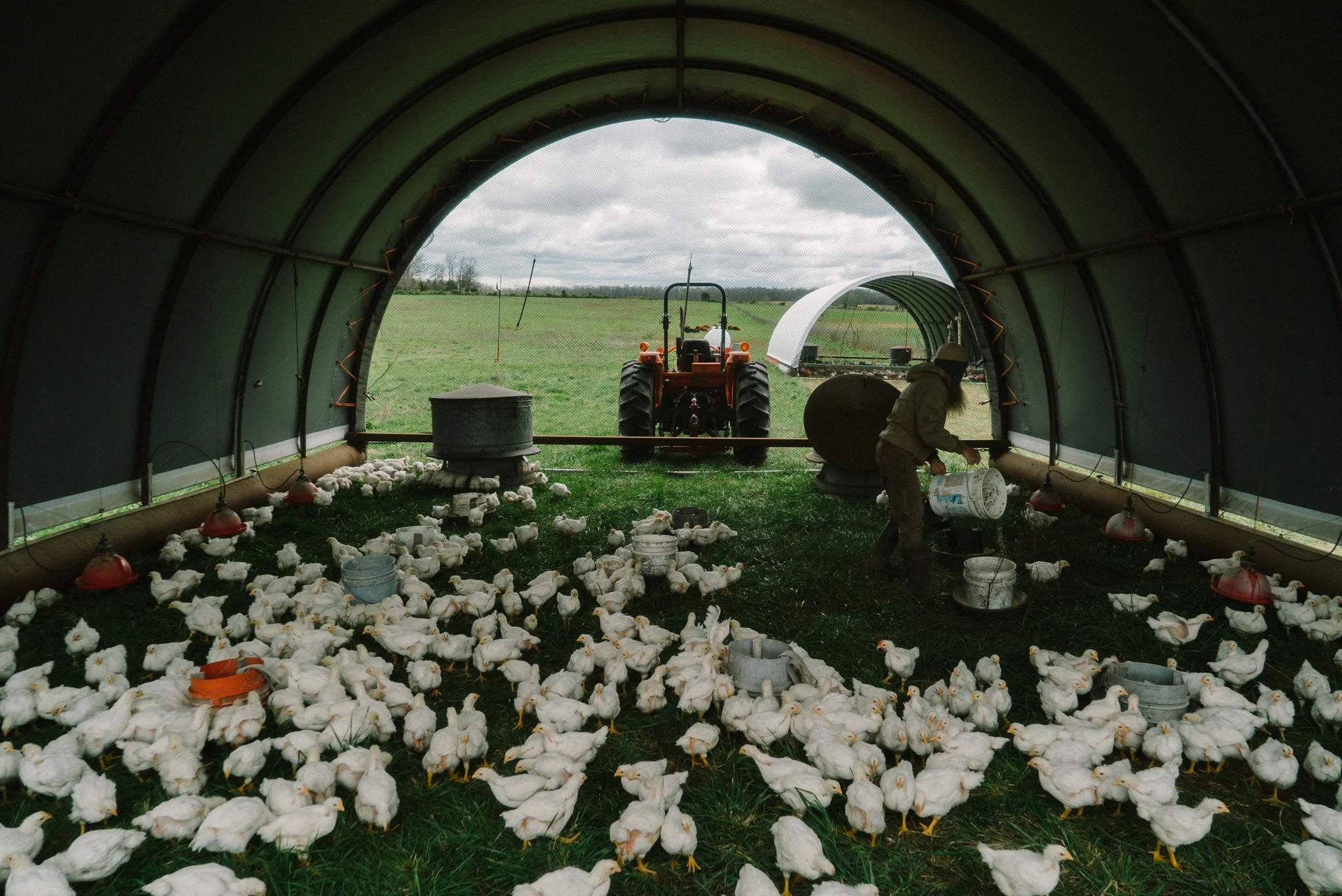 Farmer watering chickens inside a greenhouse with a tractor outside on a cloudy day.