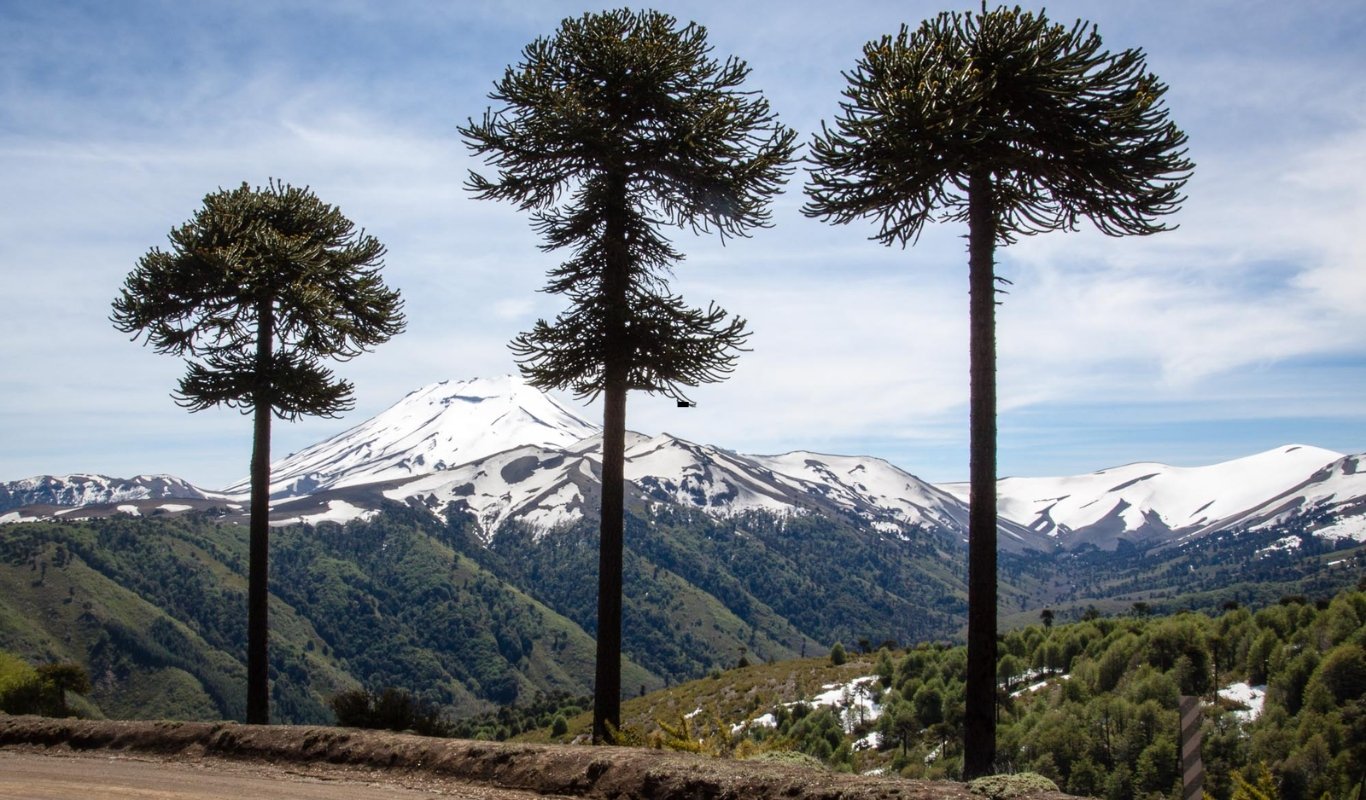 Reserva-Nacional-Malalcahuello-Nalcas.jpg