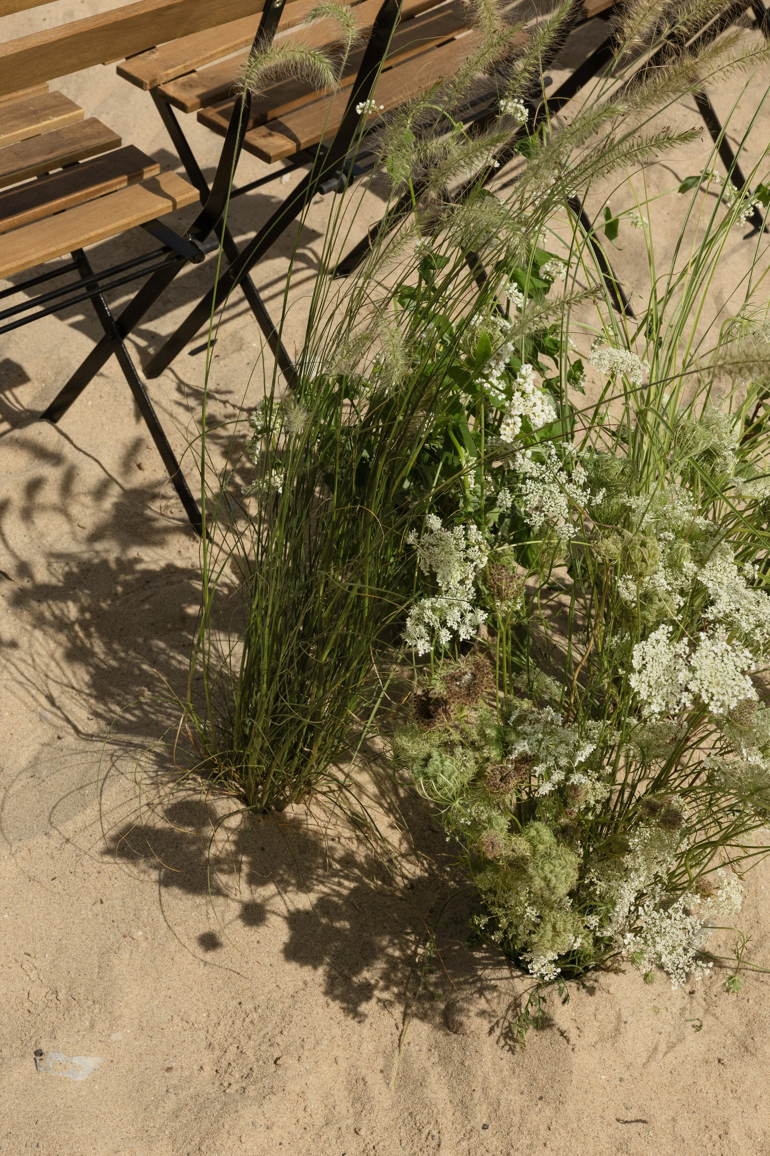 Wildflowers and tall grasses growing in sandy ground near wooden and metal chairs.