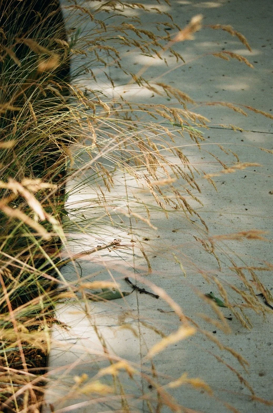 Tall grass growing out of a sandy, muddy shoreline with water in the background.