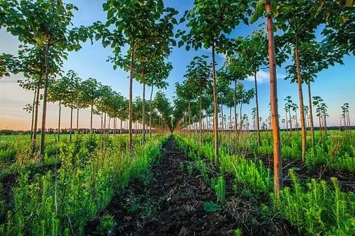 Meerbaum