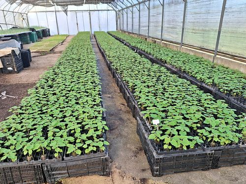 Rows of young green plants growing in black plastic trays inside a greenhouse.