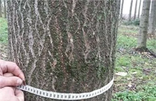 aga-tree measure.jpg